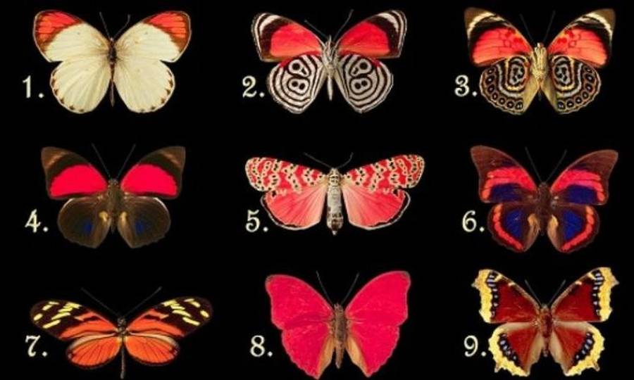 Τεστ προσωπικότητας: Διάλεξε μια πεταλούδα και δες τι αποκαλύπτει για σένα