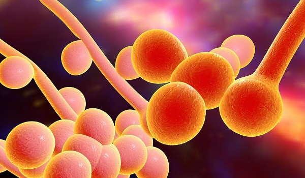 Μιλάνο: Νεκρός άνδρας από μύκητα Candida auris – Είχε βρεθεί στην Ελλάδα