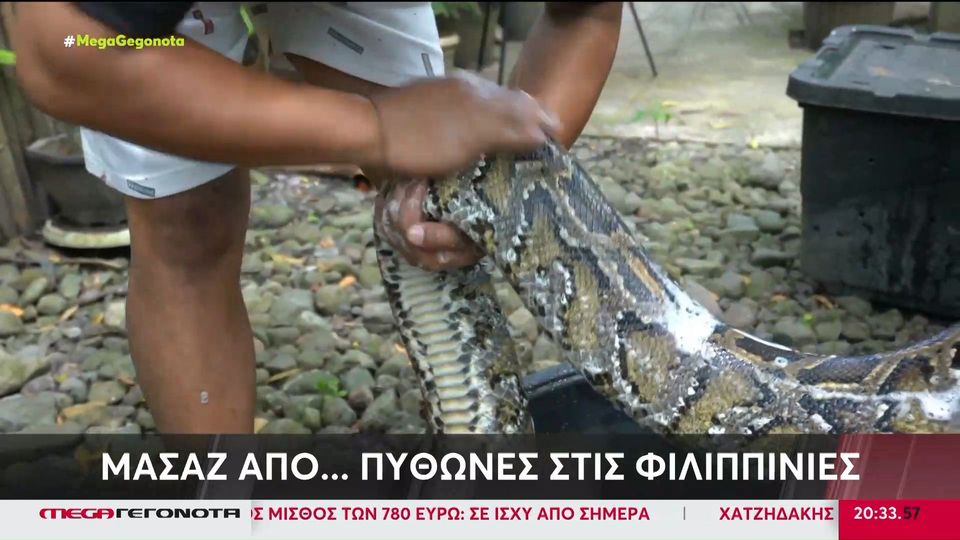 Φιλιππίνες: Μασάζ από πύθωνες σε φάρμα άγριων ζώων