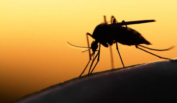 Μετά τις βροχές έρχονται τα κουνούπια: Ανησυχίαγια τη διάδοση μολυσματικών ασθενειών