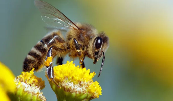 Λάρισα: Νεκρός 49χρονος από τσίμπημα μέλισσας