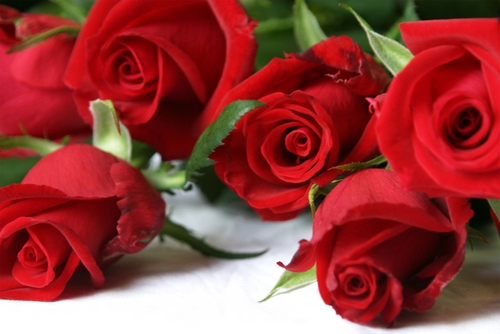 Τέσσερα απλά βήματα για να γεμίσετε τη βεράντα σας με τριαντάφυλλα