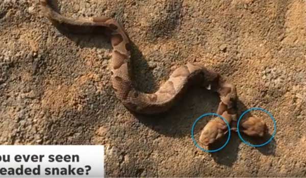 Δικέφαλο φίδι έκοβε βόλτες σε αυλή σπιτιού