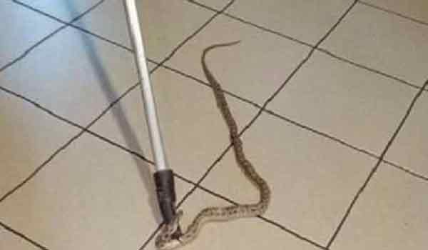 Απροσκλητος επισκέπτης! Ενα φίδι αναστάτωσε θαμώνες σε καφέ της Ναυπάκτου