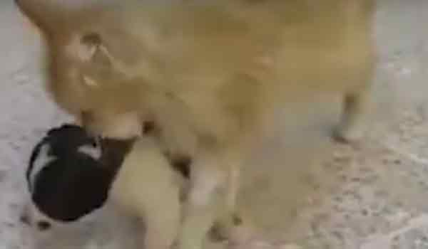 Γάτα άκουσε κουτάβι να κλαίει και αποφάσισε να το υιοθετήσει. Βιντεο