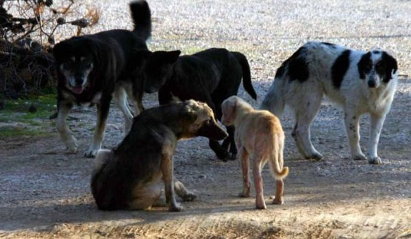 Κτηνωδία στην Λάρισα: Πάνω από 40 σκυλιά δηλητηριάστηκαν