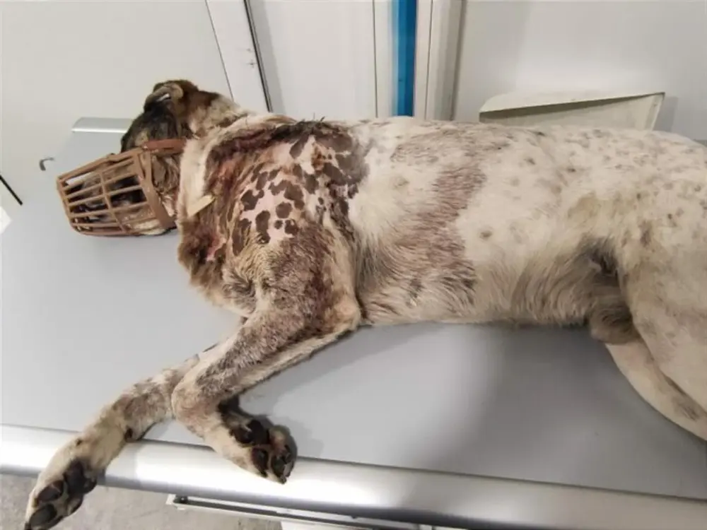 Πήλιο: Ακόμη μία κακοποίηση ζώου – Πυροβόλησε και σκότωσε αδέσποτο σκύλο