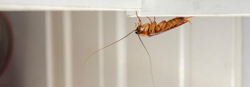 Κατσαρίδες: Πώς να τις ξεφορτωθείτε με ένα συστατικό που έχετε στην κουζίνα σας