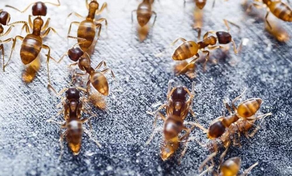 ΕΕ: Συναγερμός για τo κόκκινο μυρμήγκι της φωτιάς που έφτασε στην Ιταλία – Τι φοβούνται οι ειδικοί