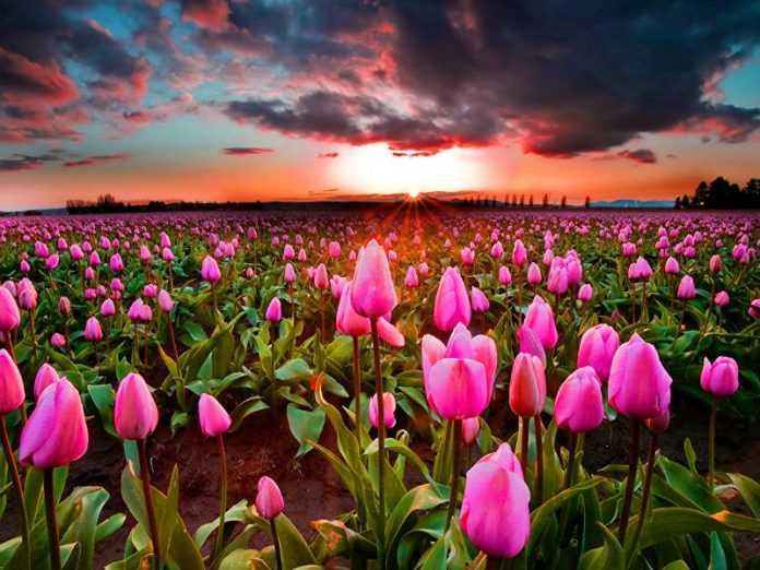 Holland: The country's famous tulips are being destroyed!