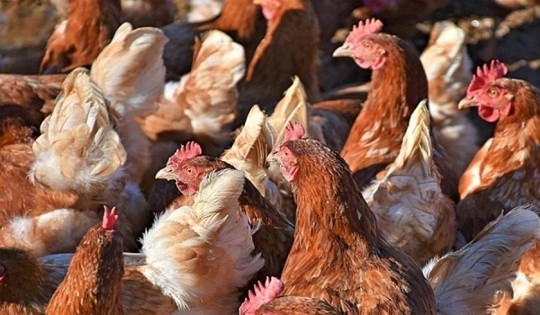 Κι όμως! Συμμορία... από κότες σκότωσε αλεπού