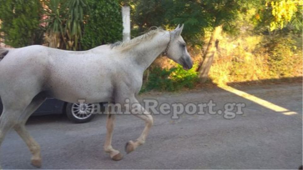 Άλογο έκοβε βόλτες μέσα στη μέση του δρόμου στη Λαμία