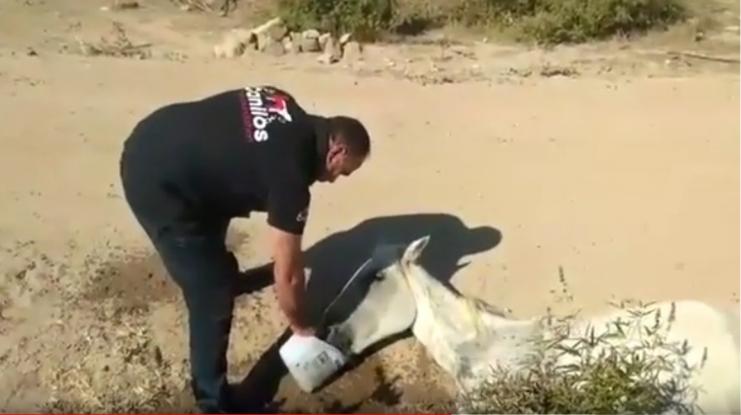 Άφησαν ηλικιωμένο άλογο να πεθάνει στη Μυτιλήνη: Βίντεο-σοκ από την Καλλονή