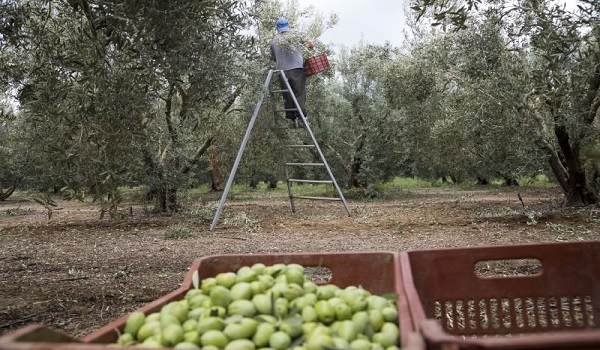 Ελιές: Φονικό βακτήριο ισοπεδώνει την παραγωγή σε Ιταλία και Ισπανία – Φόβοι για μετάδοση και στην Ελλάδα