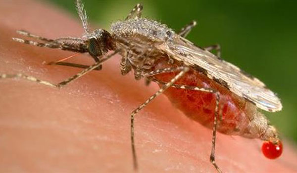 Ο γητευτής των κουνουπιών δείχνει πως απαλλάσσεται από τα ενοχλητικά έντομα