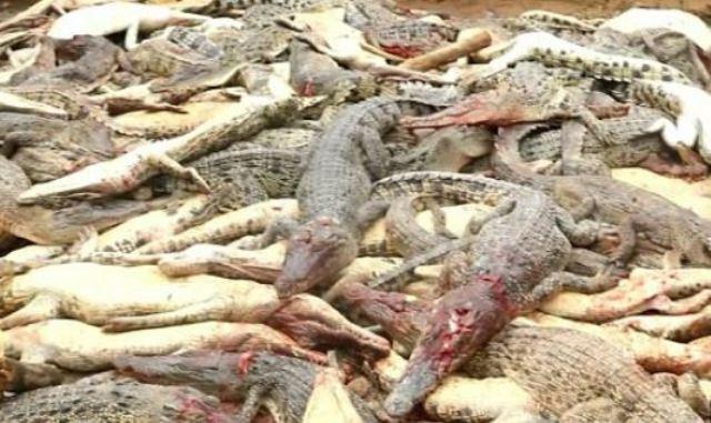 Έσφαξαν 300 κροκόδειλους για να εκδικηθούν για τον χαμό του φίλου τους