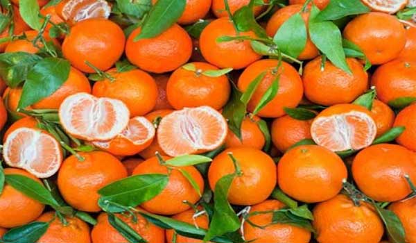 Χανιά: Άγνωστοι έκλεψαν ένα τόνο μανταρίνια από χωράφι