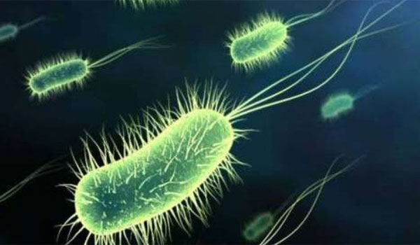 Μύκητας Candida Auris: Το θανατηφόρο μικρόβιο που εξαπλώνεται παγκοσμίως