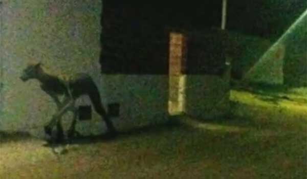 Mυστηριώδες πλάσμα επιτέθηκε σε σκυλιά στην Αργεντινή. Βίντεο