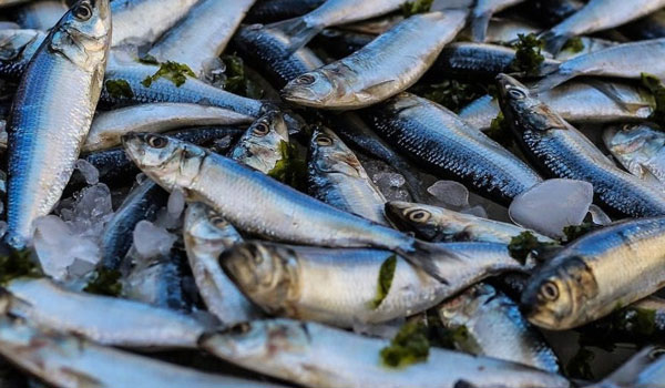 Ποια ψάρια πρέπει να τρώμε το καλοκαίρι – Ιχθυοπώλης εξηγεί τι πρέπει να προσέχουμε
