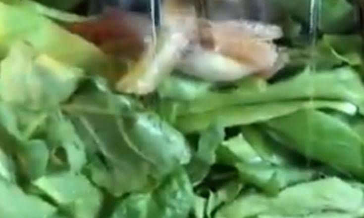 Βρήκε ένα ζωντανό βατραχάκι στην έτοιμη σαλάτα που αγόρασε. Βίντεο