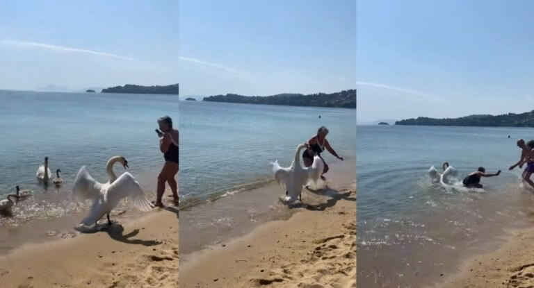 Viral: Η εκδίκηση του κύκνου σε τουρίστρια στη Σκιάθο