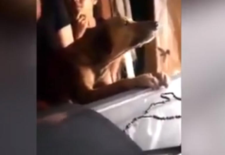 Σπαρακτικό! Σκύλος κλαίει πάνω από το φέρετρο του ιδιοκτήτη του