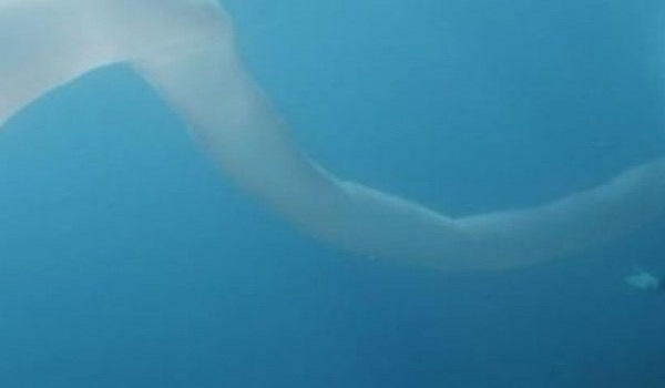 Η μυστηριώδης ανακάλυψη στα νερά της Νέας Ζηλανδίας