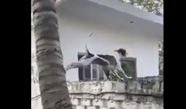 Viral έγινε ο πιο... κουτσομπόλης σκύλος!