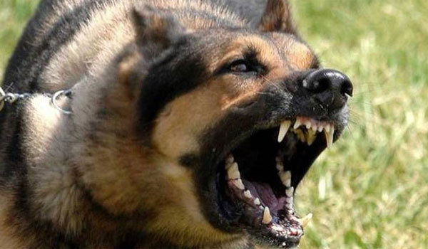 Φρικτός θάνατος 56χρονου φύλακα στην Ηλεία. Τον έφαγαν τα σκυλιά