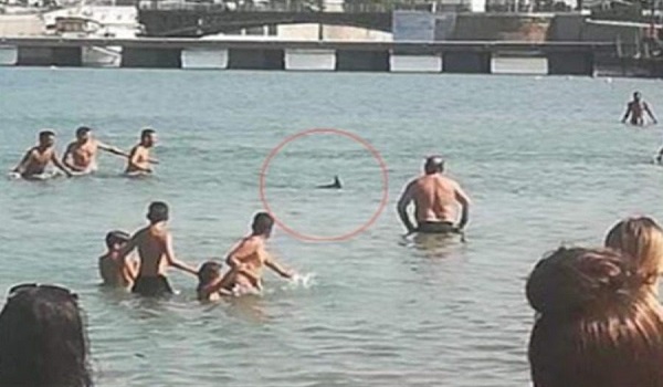 Χαλκίδα: Ξιφίας εμφανίστηκε σε παραλία για να γεννήσει και βρήκε τραγικό τέλος