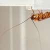 Τέλος οι κατσαρίδες: Το παραδοσιακό κόλπο για να απαλλαχτείς μια και καλή