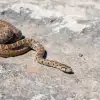 Πάτρα: Μεγάλο φίδι κολυμπούσε δίπλα σε λουόμενους