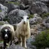 Τελεσίγραφο της Κομισιόν στην Ελλάδα για τις αγροτικές επιδοτήσεις – Κίνδυνος αναστολής πληρωμών