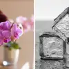 Ορχιδέες: Το κόλπο με το παγάκι που τις κρατά ζωντανές για χρόνια – Το λάθος στο πότισμα που τις καταστρέφει