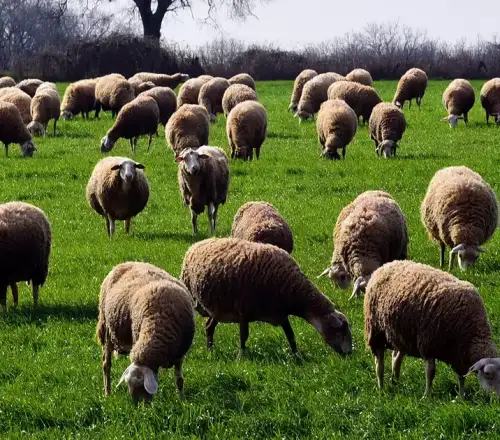 Ευλογιά αιγοπροβάτων: Μαζικές θανατώσεις, αλλά η παραγωγή γάλακτος αυξάνεται – Σοβαρές καταγγελίες