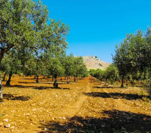 ΑΑΔΕ – ΟΠΕΚΕΠΕ: Μαζικές διαγραφές αγροτεμαχίων – Στον εισαγγελέα οι πρώτες 50 υποθέσεις