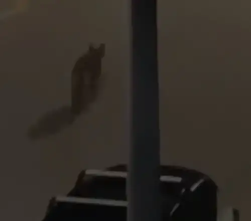 Συναγερμός στο Χαϊδάρι: Λύκος έκανε την εμφάνισή του στο Δαφνί – Δείτε το βίντεο. Τι να προσέχετε