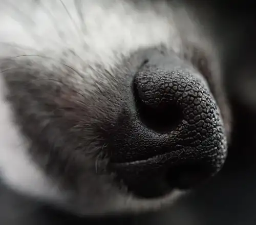 Τσουχτερή βόλτα στη Θεσσαλονίκη: 11 πρόστιμα των 300€ για σκύλους χωρίς λουρί – Ποιοι έφαγαν 1.000άρα