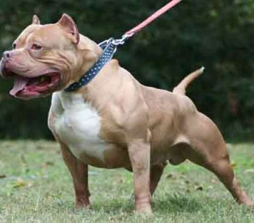 Ζάκυνθος: Υπό εξέταση το πίτμπουλ που σκότωσε 2χρονο – Επιτροπή αποφασίζει για ευθανασία