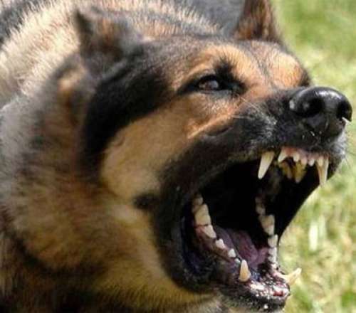 Ζάκυνθος: Τραγωδία με τον θάνατο δίχρονου παιδιού από επίθεση σκύλου