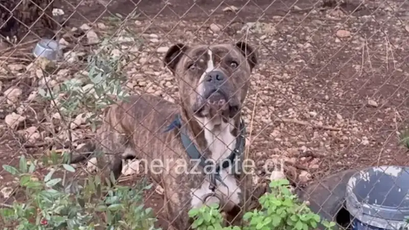 Συγκλονίζει ο πατέρας μετά την επίθεση του πίτμπουλ: Το παιδί μου με είδε, μου χαμογέλασε και πέθανε