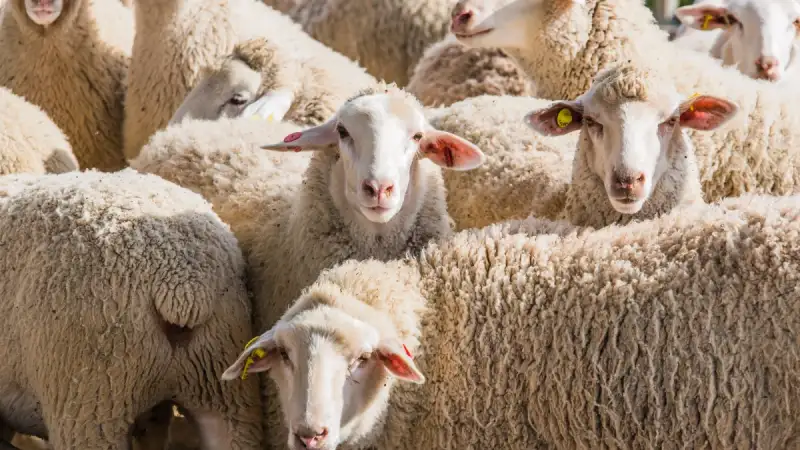 ΣΟΚ στην Πιερία: Αυτοκτόνησε 55χρονος κτηνοτρόφος μόλις του θανάτωσαν το κοπάδι λόγω ευλογιάς – «Τα είχε σαν παιδιά του»