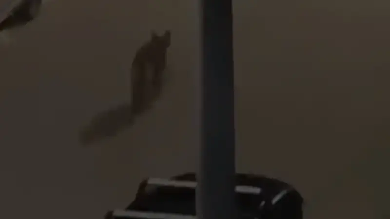 Συναγερμός στο Χαϊδάρι: Λύκος έκανε την εμφάνισή του στο Δαφνί – Δείτε το βίντεο. Τι να προσέχετε