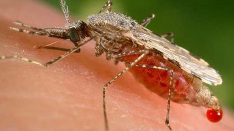 Δάγκειος πυρετός: Κόκκινος συναγερμός για επανεμφάνιση της ασθένειας μετά από 100 χρόνια