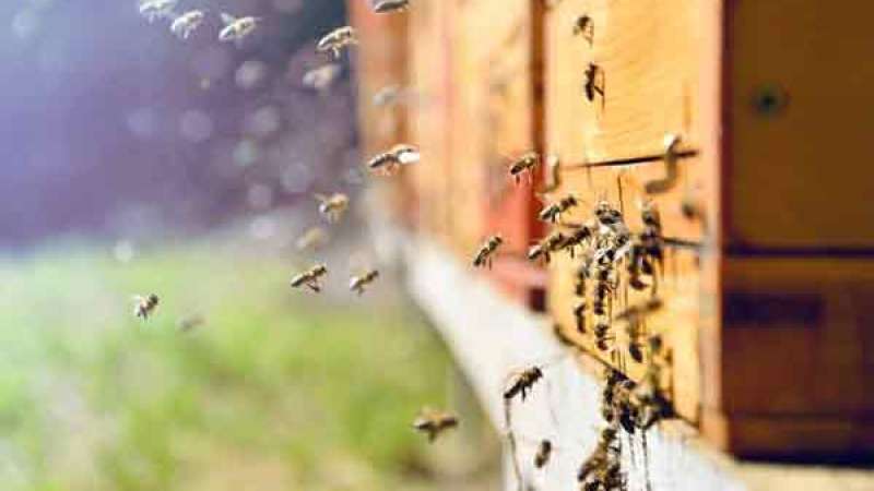 Μέλισσες επιτέθηκαν σε επιβάτες αυτοκινήτου στη Μυτιλήνη – Ένα άτομο χωρίς τις αισθήσεις του
