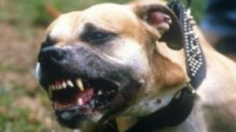 Θεσσαλονίκη: Άγρια επίθεση πίτμπουλ σε 55χρονη – Κατασπάραξε το σκυλάκι της