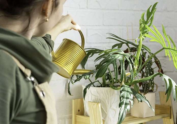 Θετική ενέργεια στο μπαλκόνι: 5 φυτά που αγαπάει το Φενγκ Σούι