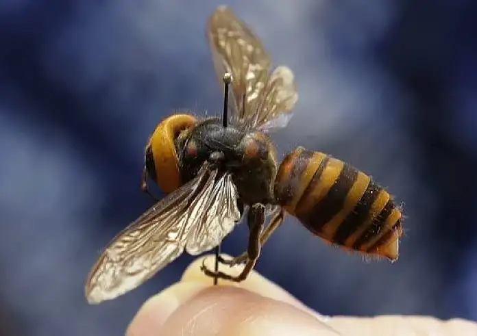 Ασιατική σφήκα: Μπορεί ένα μόνο έντομο να αλλάξει τον ρου της ιστορίας;
