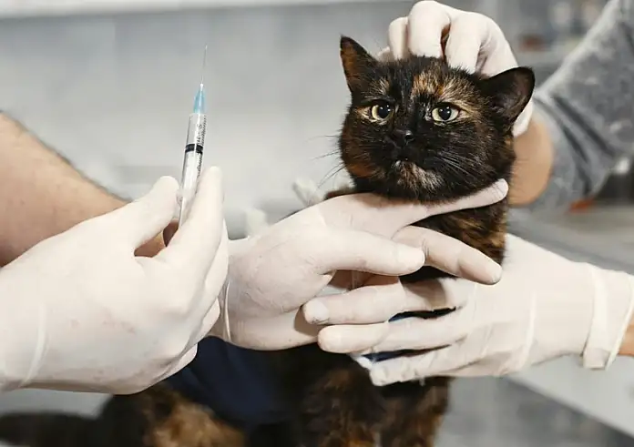 Πόσο συχνά πρέπει να πηγαίνετε τη γάτα στον κτηνίατρο;